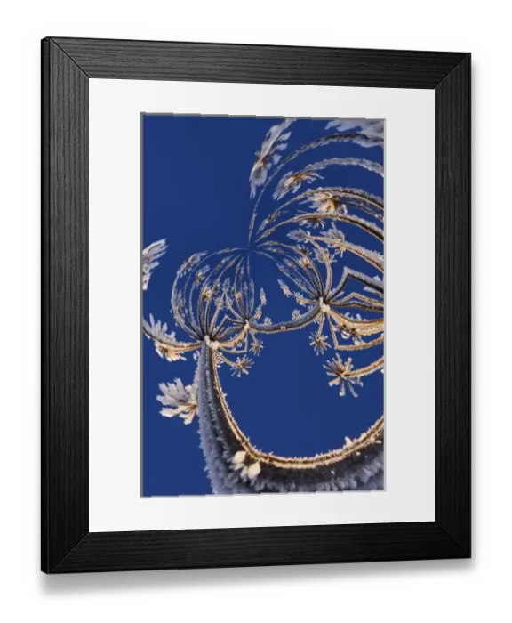 Framed Print : Fantasy version, Skyward view of Cow Parsnip in winter covered in morning frost, Homer Framed Print : Fantasy version, Skyward view of Cow Parsnip in winter covered in morning frost, Homer