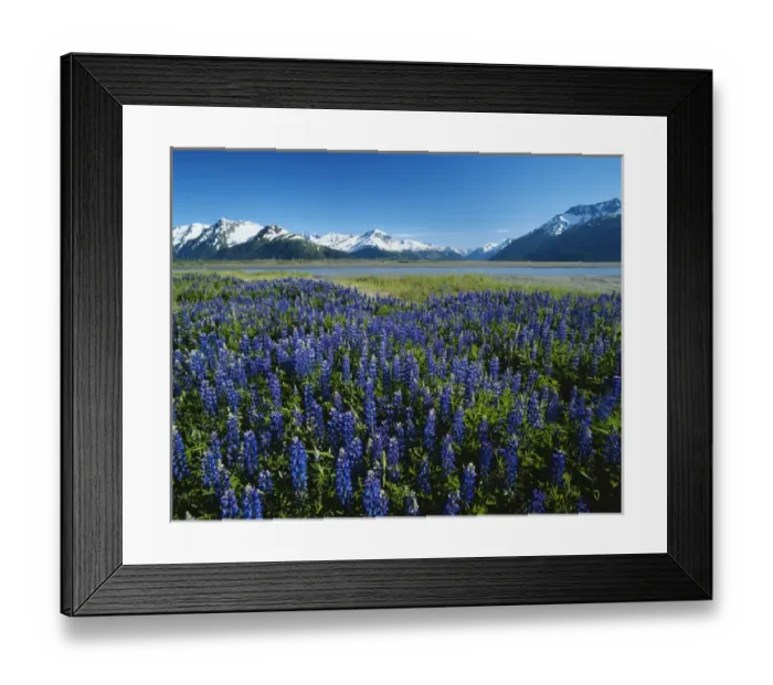 Framed Print : 06. Alaska, Kenai National Wildlife Refuge, Lupine and Kenai Mountains Framed Print : 06. Alaska, Kenai National Wildlife Refuge, Lupine and Kenai Mountains