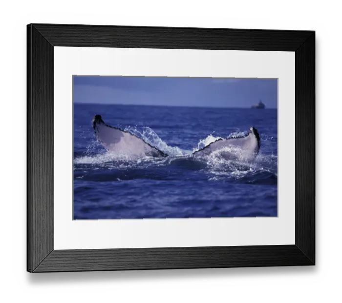 Framed Print : U. S. A. Alaska Whale tail Framed Print : U. S. A. Alaska Whale tail