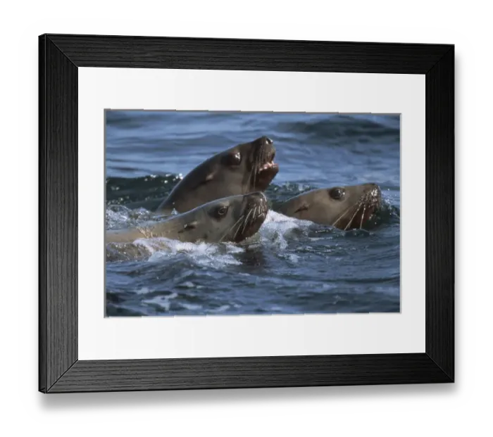 Framed Print : U. S. A. Alaska, Glacier Bay National Park Steller sea lions (Eumetopias jubatus) Framed Print : U. S. A. Alaska, Glacier Bay National Park Steller sea lions (Eumetopias jubatus)