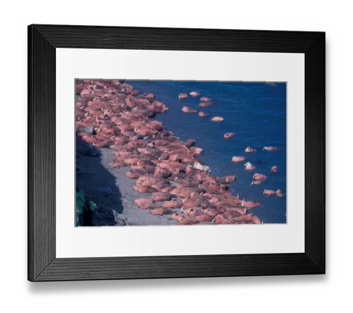 Framed Print : North America, USA, Alaska, Round Island, Walrus Framed Print : North America, USA, Alaska, Round Island, Walrus