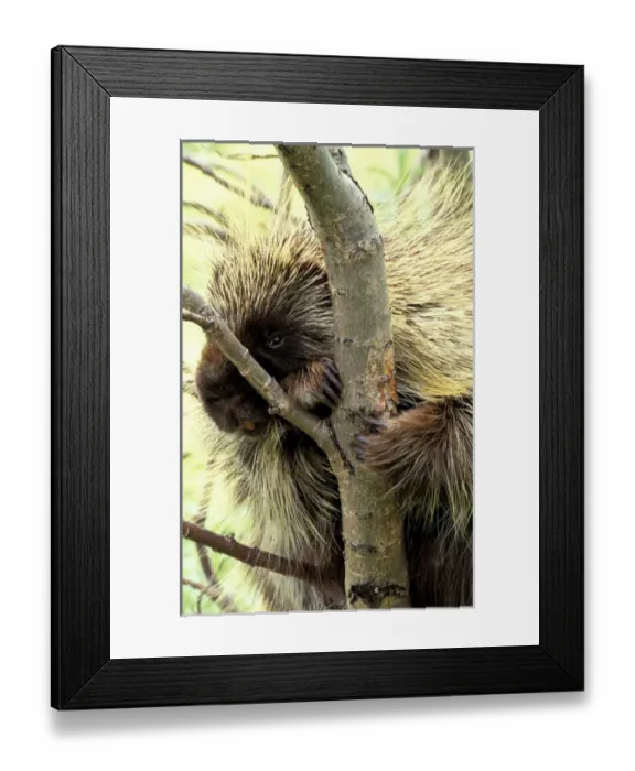 Framed Print : North America, USA, Alaska, Denali NP North American porcupine (Erethizon dorsatum)