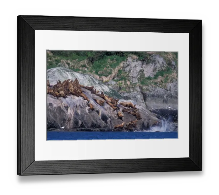 Framed Print : North America, USA, Alaska, Glacier Bay NP Stellar sea lions (Eumetopias jubatus) Framed Print : North America, USA, Alaska, Glacier Bay NP Stellar sea lions (Eumetopias jubatus)