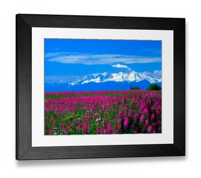 Framed Print : Mt Illiamna, Aleutian Range, Alaska from the Kenai Penninsula across a field of blooming Fireweed Framed Print : Mt Illiamna, Aleutian Range, Alaska from the Kenai Penninsula across a field of blooming Fireweed