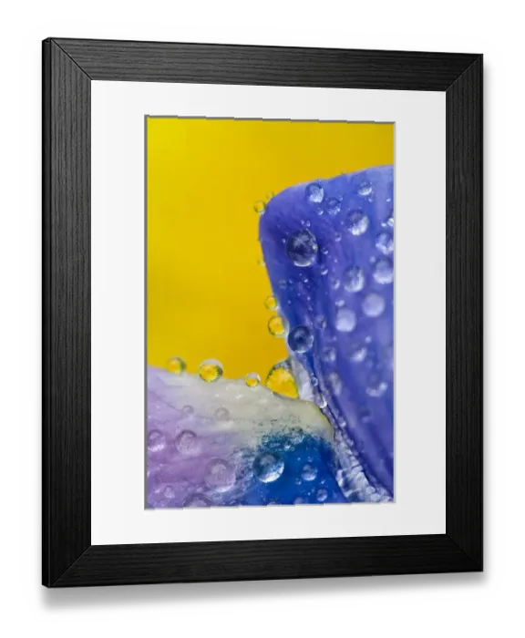 Framed Print : USA, Alaska, Inside Passage. Lupine with rain drops and reflected dandelions. Credit as Framed Print : USA, Alaska, Inside Passage. Lupine with rain drops and reflected dandelions. Credit as