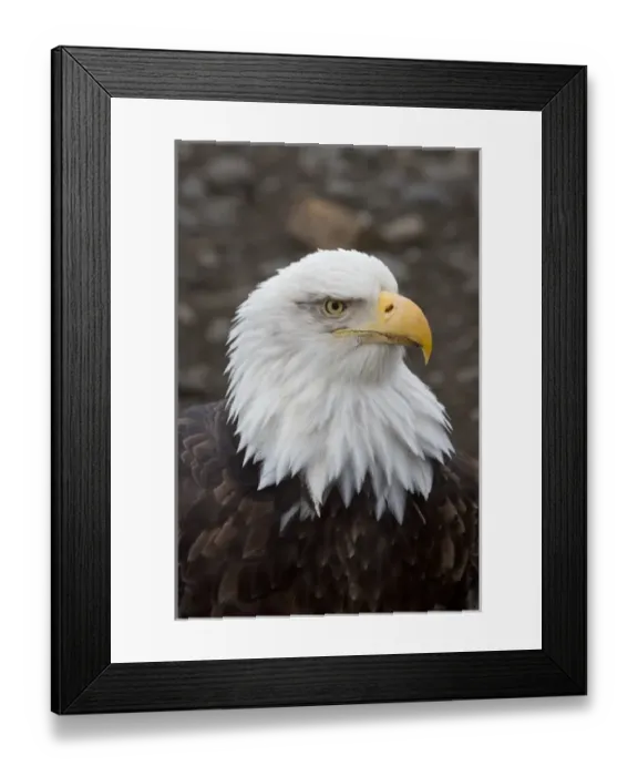 Framed Print : Bald Eagle (Haliaeetus leucocephalus) portrait
