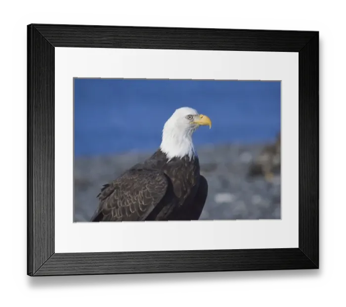 Framed Print : Bald Eagle (Haliaeetus leucocephalus) portrait