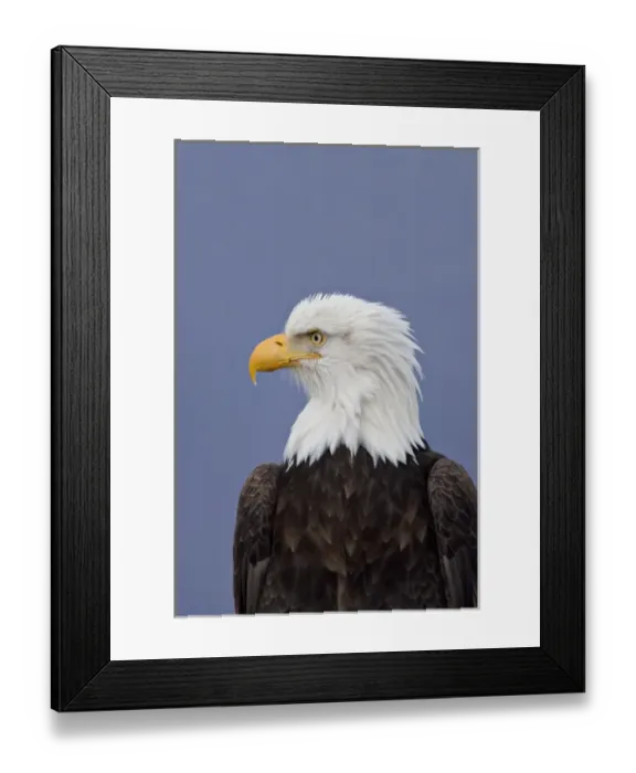 Framed Print : Bald Eagle (Haliaeetus leucocephalus) portrait Framed Print : Bald Eagle (Haliaeetus leucocephalus) portrait
