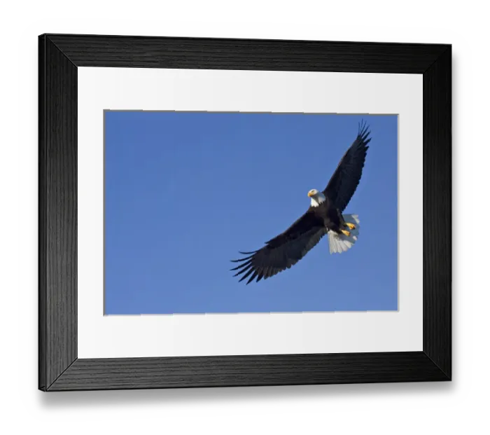 Framed Print : Bald Eagle (Haliaeetus leucocephalus) in flight