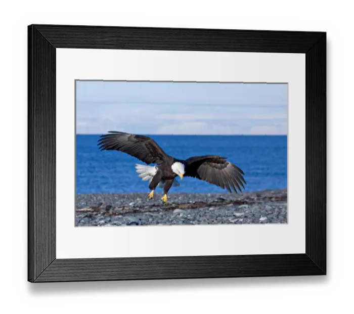 Framed Print : Bald Eagle (Haliaeetus leucocephalus) landing on a beach