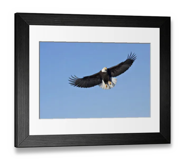 Framed Print : Bald Eagle (Haliaeetus leucocephalus) in flight Framed Print : Bald Eagle (Haliaeetus leucocephalus) in flight