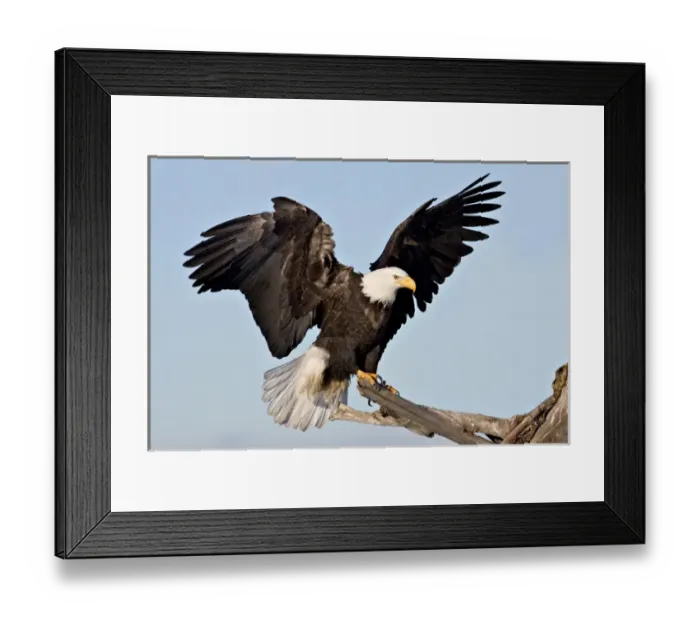 Framed Print : Bald Eagle (Haliaeetus leucocephalus) with wings spread Framed Print : Bald Eagle (Haliaeetus leucocephalus) with wings spread