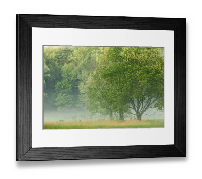 Framed Print : Foggy sunrise, Cades Cove, Great Smoky Mountains National Park, Tennessee Framed Print : Foggy sunrise, Cades Cove, Great Smoky Mountains National Park, Tennessee