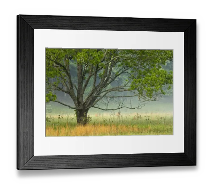 Framed Print : Foggy sunrise, Cades Cove, Great Smoky Mountains National Park, Tennessee Framed Print : Foggy sunrise, Cades Cove, Great Smoky Mountains National Park, Tennessee