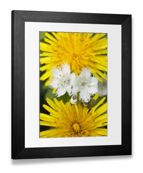 Framed Print : Fringed Phacelia and dandelion flower, Great Smoky Mountains National Park, Tennessee