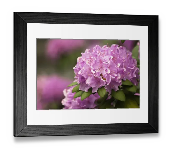 Framed Print : Rosebay rhododendron in bloom, Great Smoky Mountains National Park, Tennessee Framed Print : Rosebay rhododendron in bloom, Great Smoky Mountains National Park, Tennessee