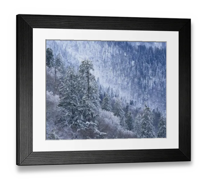 Framed Print : 08. Tennessee, Great Smoky Mountains National Park, Snow covered trees in forest