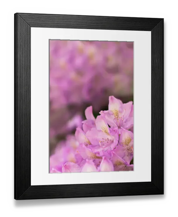 Framed Print : Rosebay rhododendron in bloom, Great Smoky Mountains National Park, Tennessee