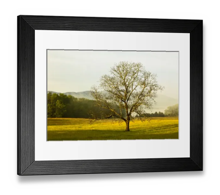 Framed Print : Single tree at sunrise, Cades Cove, Great Smoky Mountains National Park, Tennessee Framed Print : Single tree at sunrise, Cades Cove, Great Smoky Mountains National Park, Tennessee