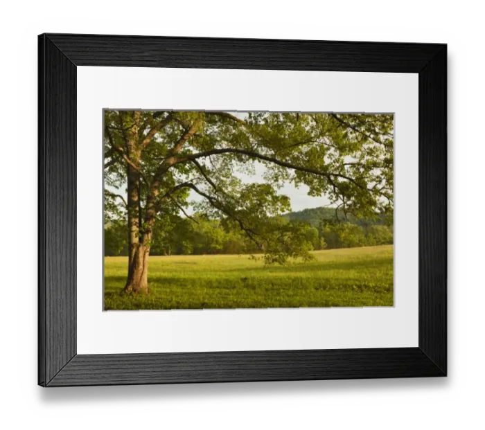 Framed Print : Single tree at sunrise, Cades Cove, Great Smoky Mountains National Park, Tennessee