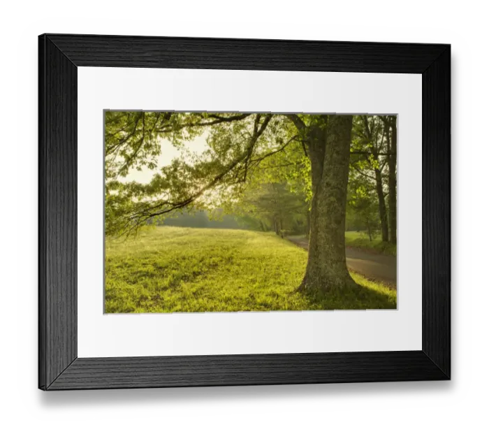 Framed Print : Single tree at sunrise, Cades Cove, Great Smoky Mountains National Park, Tennessee Framed Print : Single tree at sunrise, Cades Cove, Great Smoky Mountains National Park, Tennessee