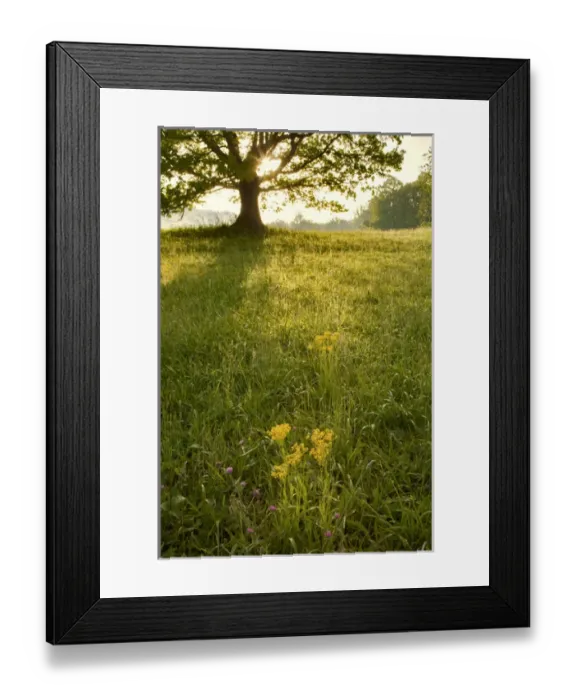 Framed Print : Single tree at sunrise, Cades Cove, Great Smoky Mountains National Park, Tennessee