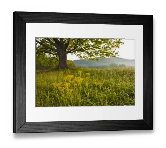 Framed Print : Single tree at sunrise, Cades Cove, Great Smoky Mountains National Park, Tennessee Framed Print : Single tree at sunrise, Cades Cove, Great Smoky Mountains National Park, Tennessee