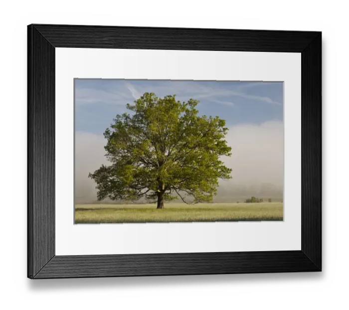 Framed Print : Tree at sunrise, Cades Cove, Great Smoky Mountains National Park, Tennessee Framed Print : Tree at sunrise, Cades Cove, Great Smoky Mountains National Park, Tennessee