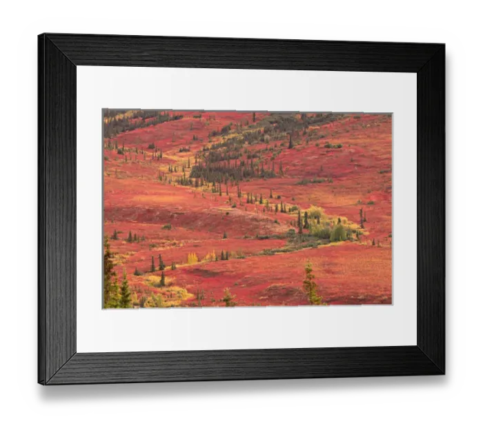 Framed Print : The tundra of Denali National Park in the late summer turns bright red from the blueberries