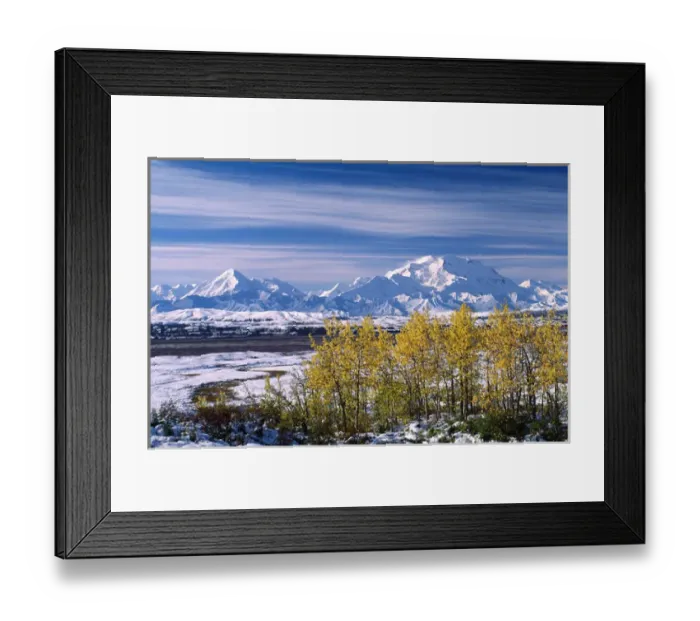 Framed Print : The end of the summer at Mt. Denali. The first snow fall of the season in the first Framed Print : The end of the summer at Mt. Denali. The first snow fall of the season in the first