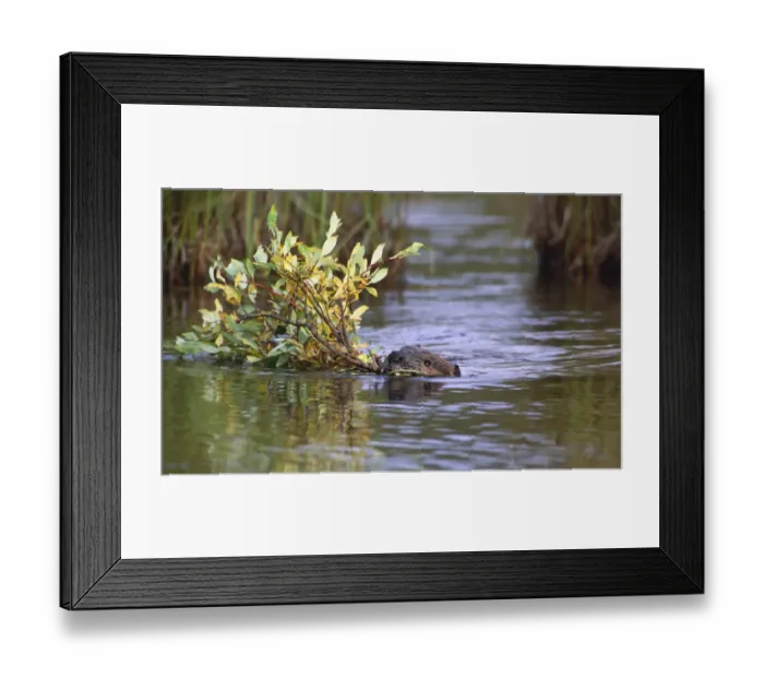 Framed Print : North America, USA, Alaska, Denali National Park. Beaver (Castor canadensis) pulling Framed Print : North America, USA, Alaska, Denali National Park. Beaver (Castor canadensis) pulling