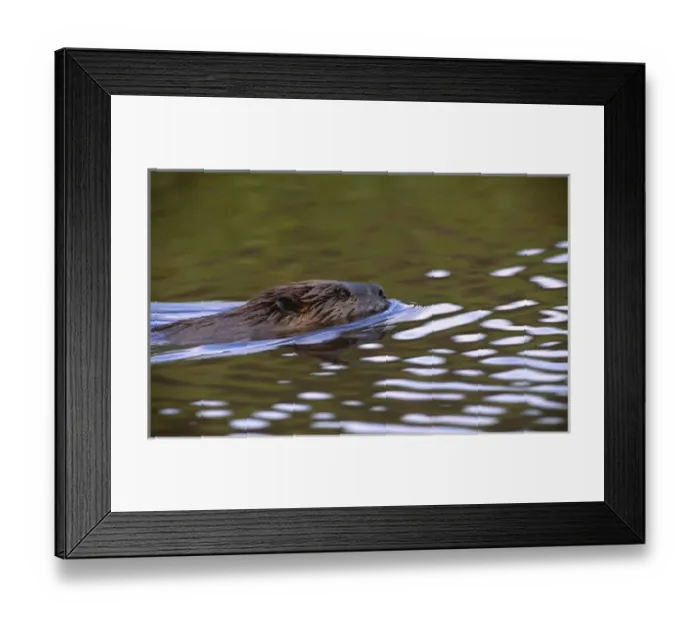 Framed Print : North America, USA, Alaska, Denali National Park. Beaver (Castor canadensis) pulling Framed Print : North America, USA, Alaska, Denali National Park. Beaver (Castor canadensis) pulling