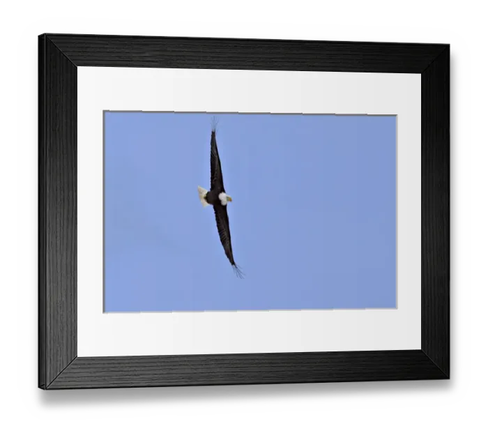 Framed Print : North America, USA, Alaska, Homer. Bald Eagle (Haliaeetus leucocephalus) soaring