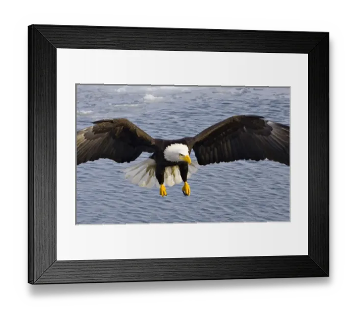 Framed Print : Alaska. Bald Eagle (Haliaeetus leucocephalus) Framed Print : Alaska. Bald Eagle (Haliaeetus leucocephalus)