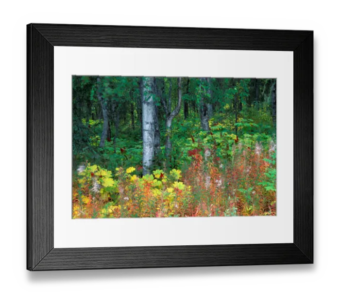 Framed Print : NA, USA, Alaska, Parks Highway, Mile 120, Paper birch, fireweed and devils club