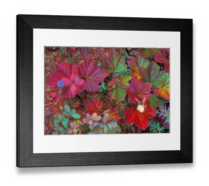 Framed Print : NA, USA, Alaska, Denali NP, Snow berries in fall colors Framed Print : NA, USA, Alaska, Denali NP, Snow berries in fall colors