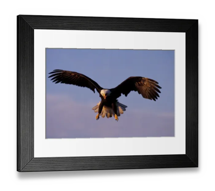 Framed Print : NA, USA, Alaska, Homer, Bald eagle in flight Framed Print : NA, USA, Alaska, Homer, Bald eagle in flight