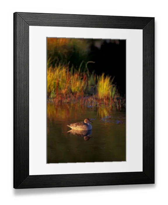 Framed Print : NA, USA, Alaska, Denali NP, Wonder Lake, Teal in autumn colors Framed Print : NA, USA, Alaska, Denali NP, Wonder Lake, Teal in autumn colors