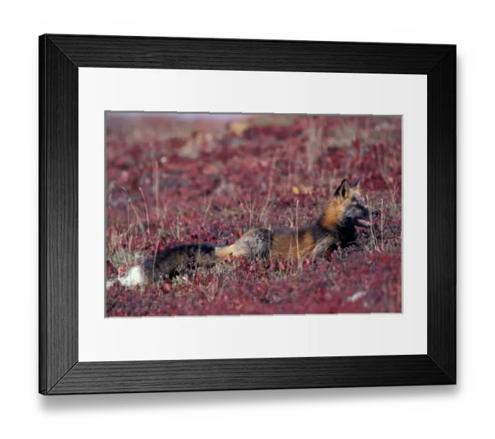 Framed Print : NA, USA, Alaska, Denali NP, Cross fox in bearberries