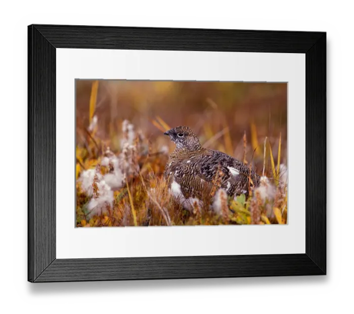 Framed Print : NA, USA, Alaska, Denali NP, Rock ptarmigan (Lagopus mutus) Framed Print : NA, USA, Alaska, Denali NP, Rock ptarmigan (Lagopus mutus)