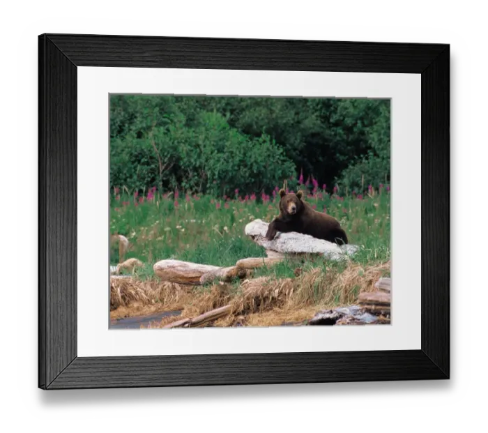 Framed Print : N. A. USA, Alaska, Hallo Bay Brown Bear - Ursus arctos Framed Print : N. A. USA, Alaska, Hallo Bay Brown Bear - Ursus arctos