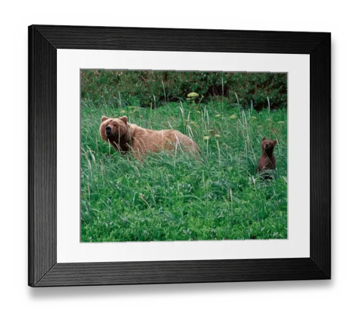 Framed Print : N. A. USA, Alaska, Hallo Bay Brown Bear - Ursus arctos