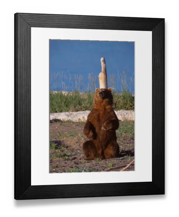 Framed Print : N. A. USA, Alaska, Hallo Bay Brown Bear - Ursus arctos Back scratching Framed Print : N. A. USA, Alaska, Hallo Bay Brown Bear - Ursus arctos Back scratching