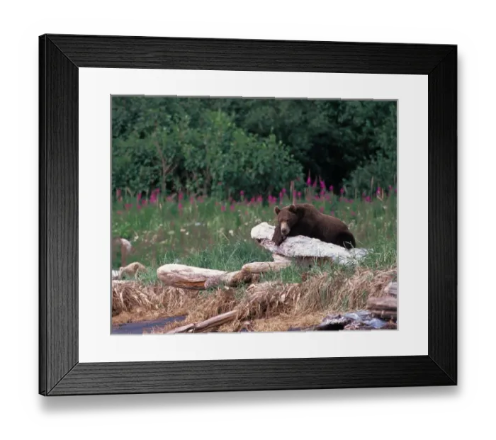 Framed Print : N. A, USA, Alaska, Hallow Bay Brown Bear - Ursus arctos Framed Print : N. A, USA, Alaska, Hallow Bay Brown Bear - Ursus arctos