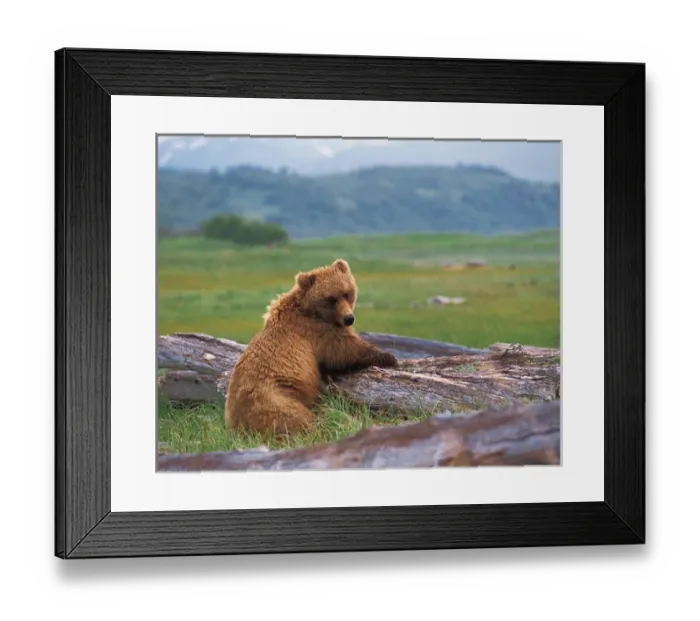Framed Print : N. A. USA, Alaska, Hallo Bay Brown Bear - Ursus arctos