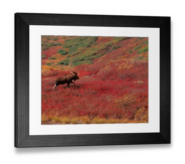 Framed Print : N. A. USA, Alaska, Denali Nat l Park Bull Moose - Alces alces