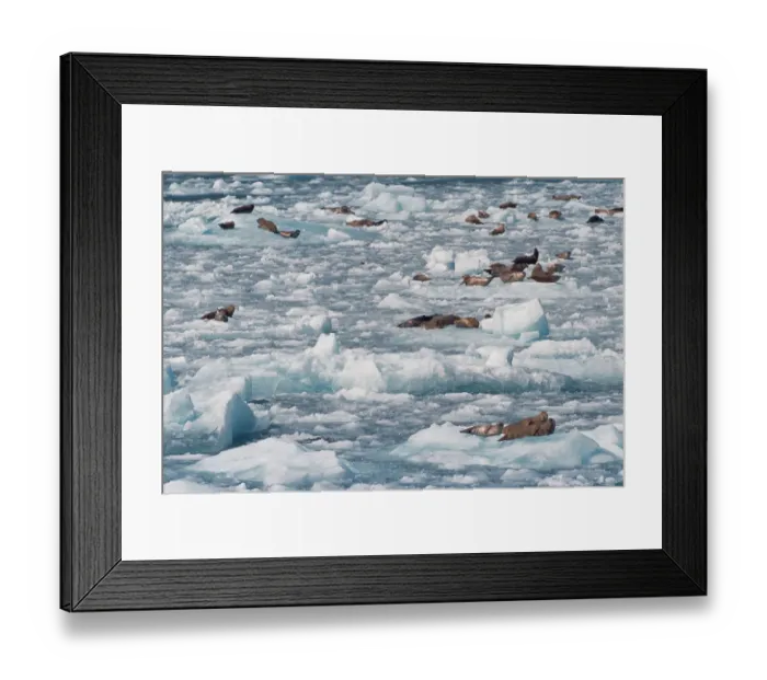 Framed Print : N. A. USA, Alaska, Chenega Glacier, Chugach National Forest Harbor Seals