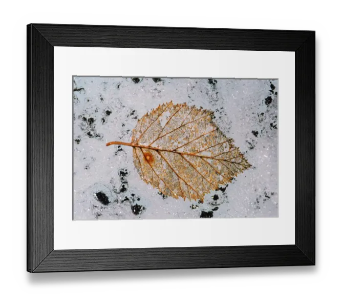 Framed Print : N. A. USA, Alaska Root Glacier, St. Elais National Park Macro Leaf on Glacier Framed Print : N. A. USA, Alaska Root Glacier, St. Elais National Park Macro Leaf on Glacier