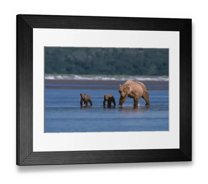Framed Print : Brown Bear, Ursus arctos, Alaska Peninsula, Sow with Cubs, Katmai National Park Framed Print : Brown Bear, Ursus arctos, Alaska Peninsula, Sow with Cubs, Katmai National Park