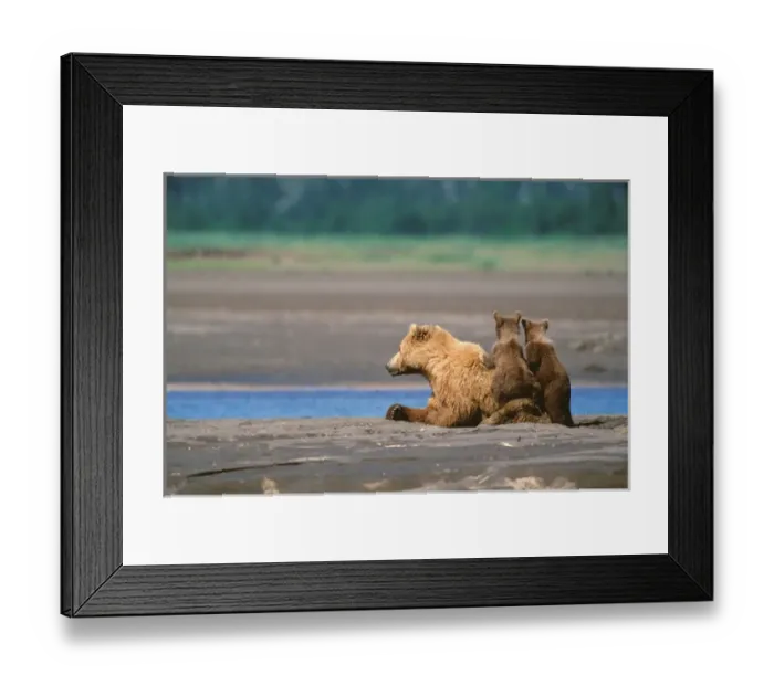 Framed Print : Brown Bear, Ursus arctos, Alaska Peninsula, Sow with Cubs, Katmai National Park Framed Print : Brown Bear, Ursus arctos, Alaska Peninsula, Sow with Cubs, Katmai National Park